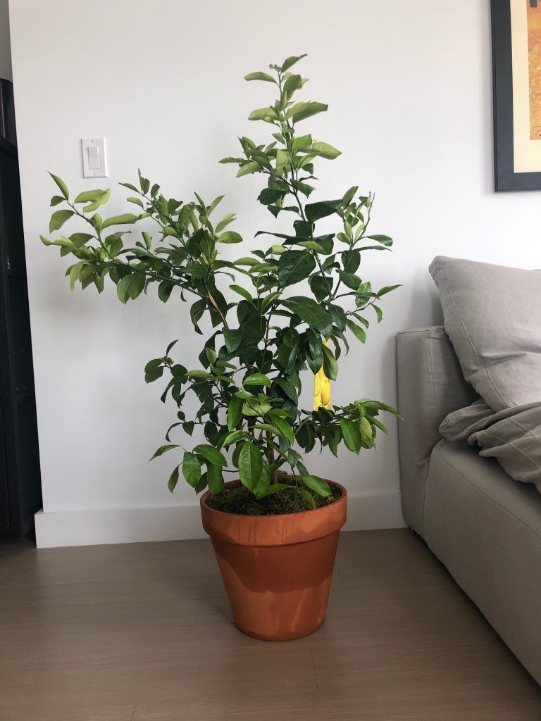 Citrus Tree Meyer Lemons