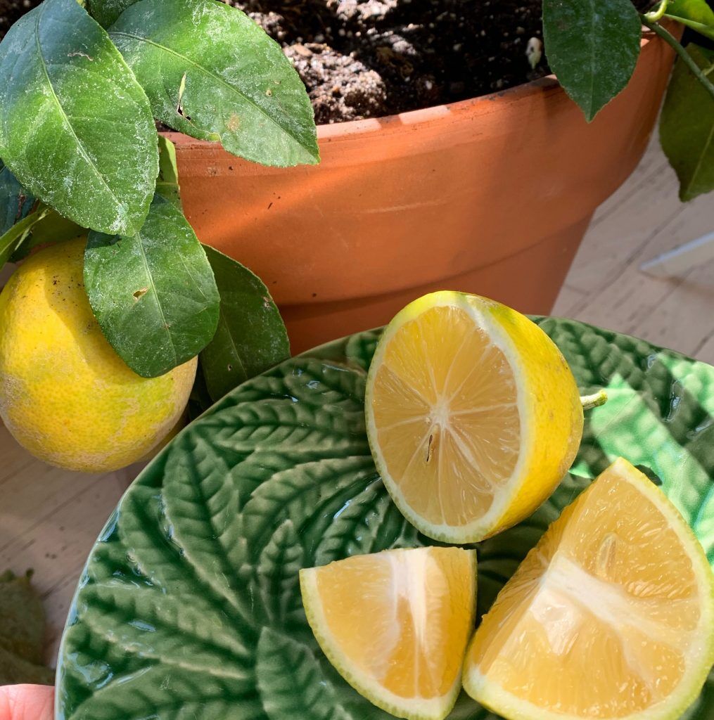 Fresh Lemon grown Inside