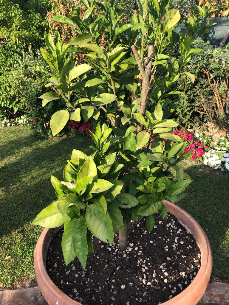 Citrus tree outside