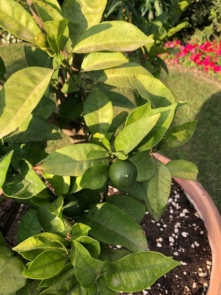 citrus tree beginning to fruit