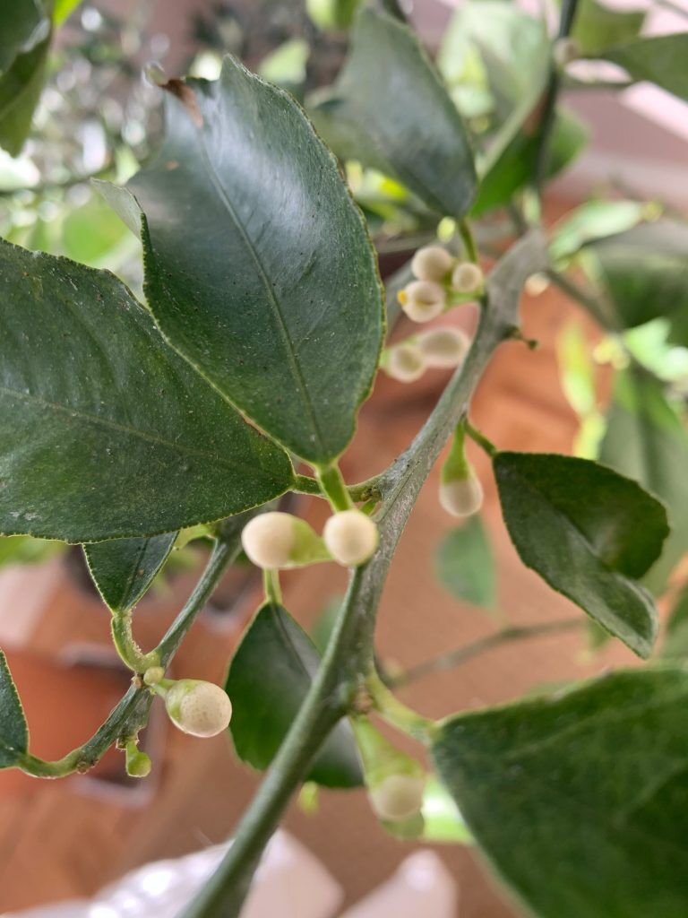 Citrus Tree Beginning to Flower