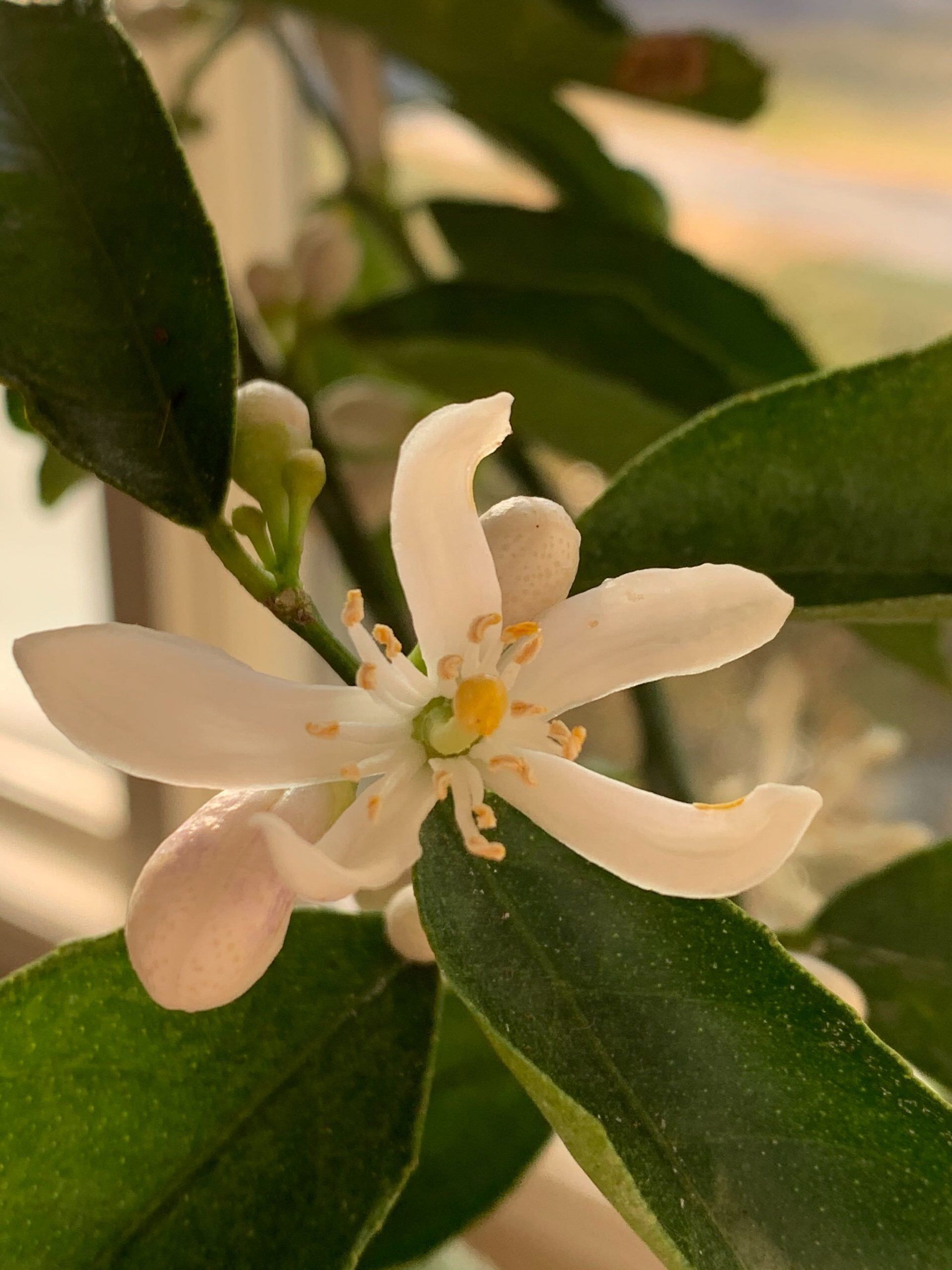 Citrus Tree Flowers