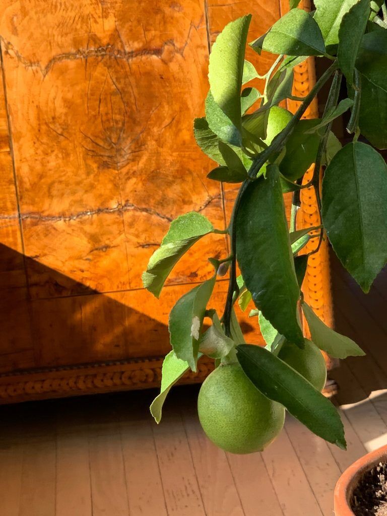 Lemons Growing Indoors