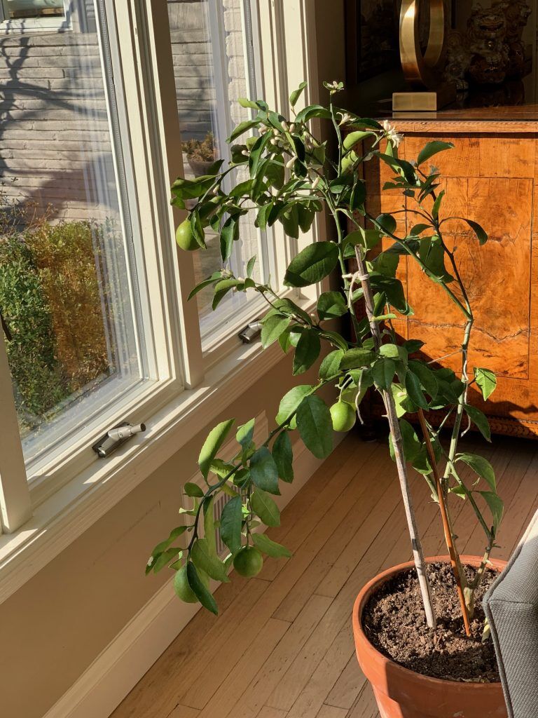 Citrus Tree Growing Indoors