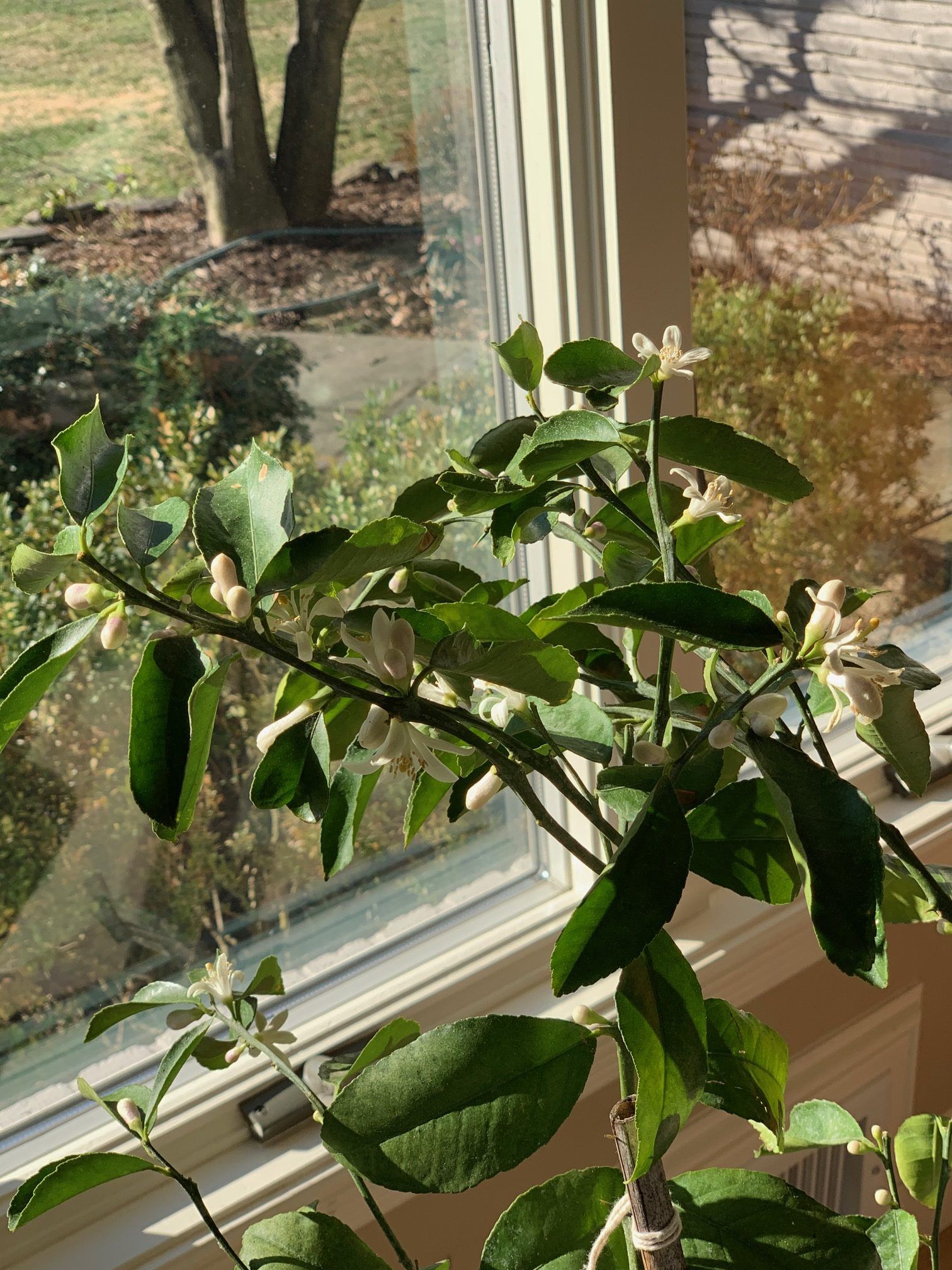 Indoor Flowering